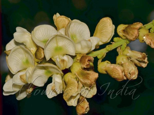 Large-Leaf Pongam Creeper